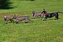 IMG_0954_sm