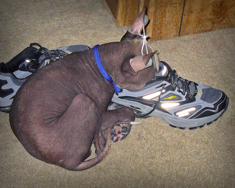 GB__SleepieShoe_sm