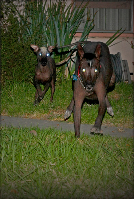 O_DemonDogs