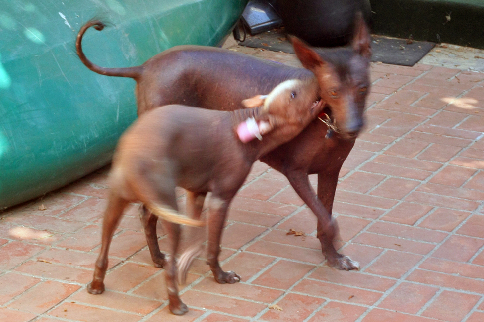 D_BackyardActionShot