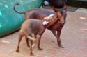 D_BackyardActionShot