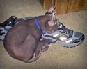 GB__SleepieShoe_sm