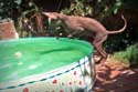 ZJJK__Pool1